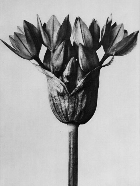 Karl Blossfeldt, Knoblauchpflanze (Allium ostrowskianum), aus: Urformen der Kunst, publiziert 1928