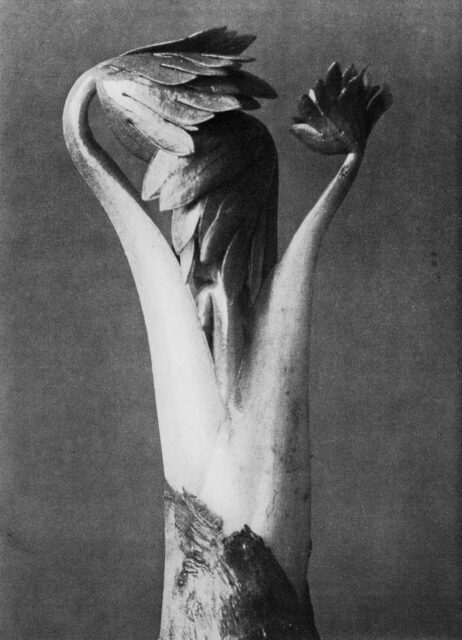 Karl Blossfeldt, Eisenhut (Aconitum), aus: Urformen der Kunst, publiziert 1928