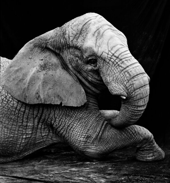 Gary Heery, Elephant, 1996/2014, Fotografie auf Aludibond, 150 x 100 cm