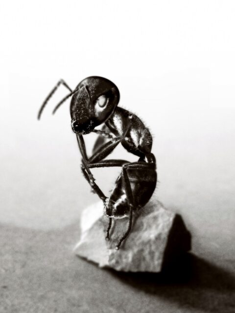 Sandro Porcu, The Thinker, 2017, präparierte Ameise auf Stein, 1 x 1 cm