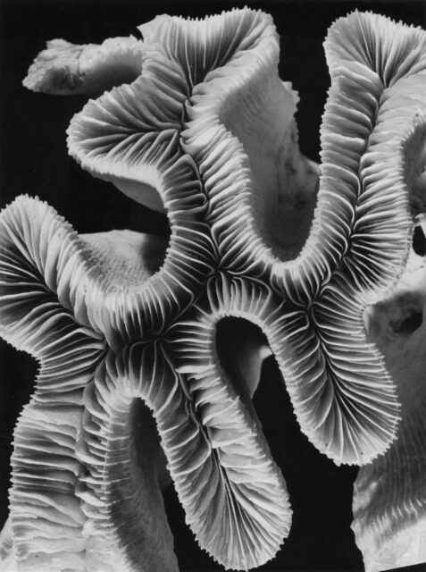 Alfred Ehrhardt, Koralle, 1964,