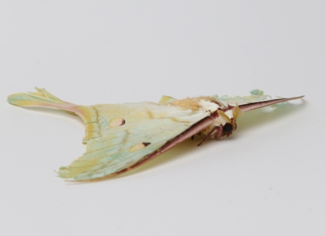 Andrea Faciu, Vergehen I, 2016,