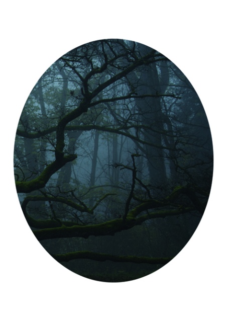 Karen Irmer, Wood (Edition: Mirrors), 2016, Fotografie auf Aludibond, 24 x 19 cm